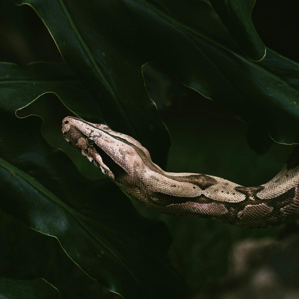 ayahuasca ceremonies